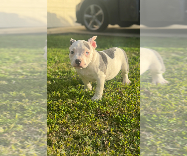 Medium Photo #26 American Bully Puppy For Sale in BAKERSFIELD, CA, USA