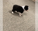 Small Photo #3 Australian Shepherd Puppy For Sale in EASTOVER, NC, USA