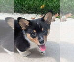 Small #3 Pembroke Welsh Corgi