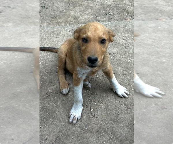 Medium Photo #4 Labrador Retriever-Unknown Mix Puppy For Sale in Aurora, IN, USA