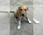 Small #3 Labrador Retriever Mix