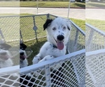 Small Photo #1 Australian Shepherd Puppy For Sale in WYLIE, TX, USA