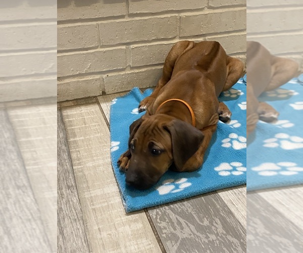 Medium Photo #19 Rhodesian Ridgeback Puppy For Sale in KELLER, TX, USA