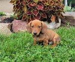 COPPER - Male Dachshund Puppy for Sale - Photo #3