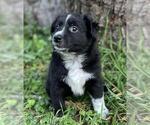 Small Photo #6 Australian Shepherd Puppy For Sale in MATTHEWS, NC, USA