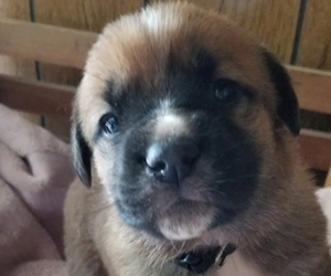 German Shepherd Dog-Saint Bernard Mix Puppy for sale in SAND LAKE, MI, USA