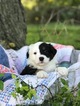 Small Photo #5 Miniature Australian Shepherd Puppy For Sale in NEW BRAUNFELS, TX, USA