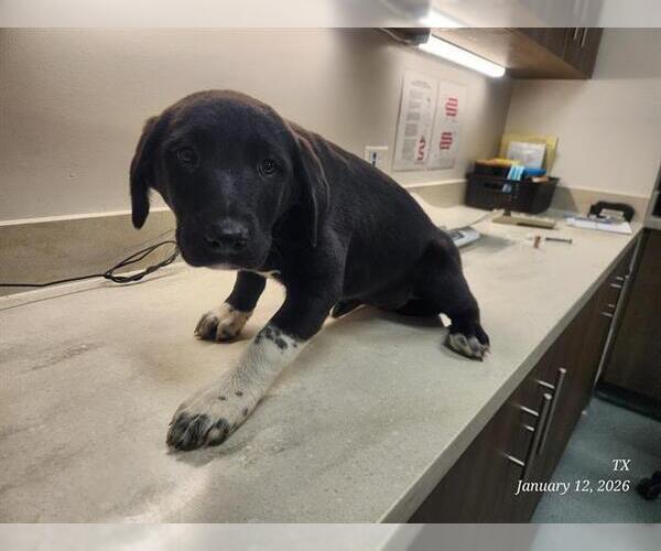 Medium Photo #1 Labrador Retriever Puppy For Sale in Baytown, TX, USA