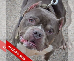 Olde Bulldog Dogs for adoption in Huntley, IL, USA