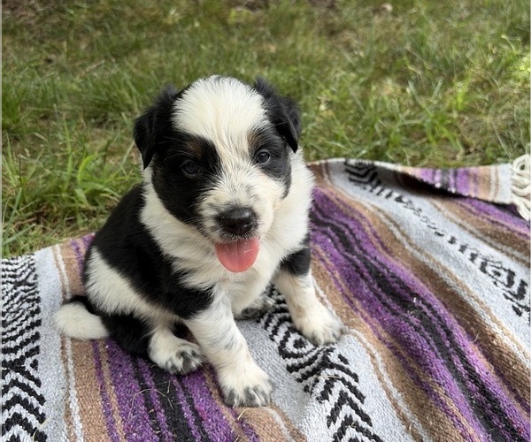 Medium Photo #1 Texas Heeler Puppy For Sale in CONGERVILLE, IL, USA