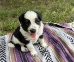 Puppy Male 2 Texas Heeler