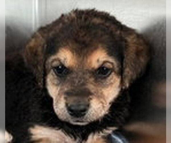 Medium Photo #2 Labrador Retriever Puppy For Sale in Fremont, CA, USA