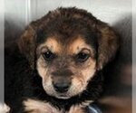 Small #1 Labrador Retriever