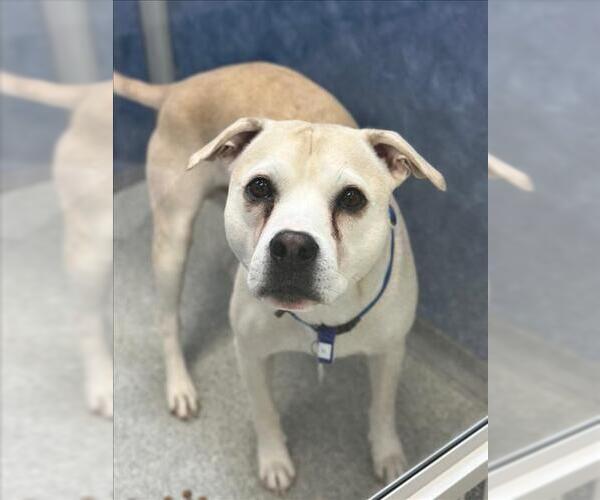 Medium Photo #1 American Pit Bull Terrier-Unknown Mix Puppy For Sale in Fort Collins, CO, USA