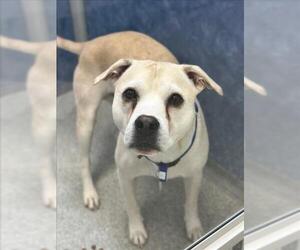 American Pit Bull Terrier-Unknown Mix Dogs for adoption in Fort Collins, CO, USA