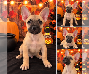 French Bull Weiner Puppy for sale in MORENO VALLEY, CA, USA