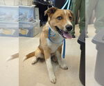Small #1 Collie Mix