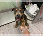 Small American Bulldog Mix