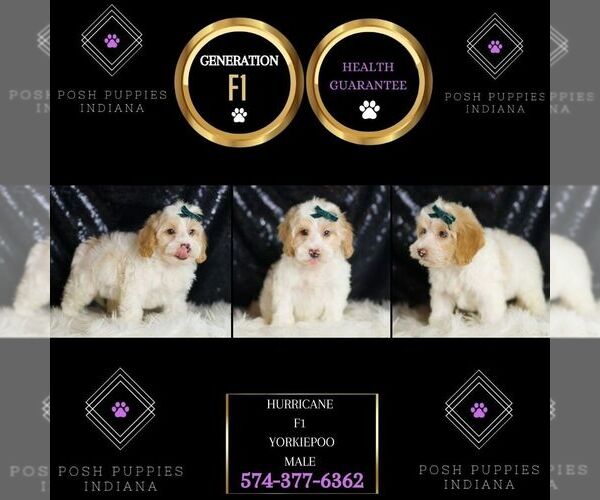 Medium Photo #7 YorkiePoo Puppy For Sale in WARSAW, IN, USA