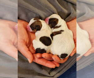 Chihuahua Litter for sale in MOUNT AIRY, NC, USA