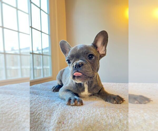 Medium Photo #5 French Bulldog Puppy For Sale in WEST COLUMBIA, SC, USA