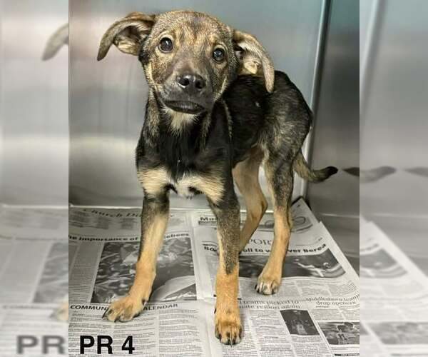 Medium Photo #5 Mutt Puppy For Sale in Brewster, NY, USA