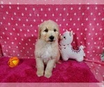 Small Photo #10 Goldendoodle-Poodle (Standard) Mix Puppy For Sale in PEYTON, CO, USA