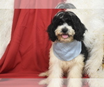 Reese - Male Cavachon Puppy for Sale - Photo #3