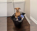 Small #3 Chihuahua Mix