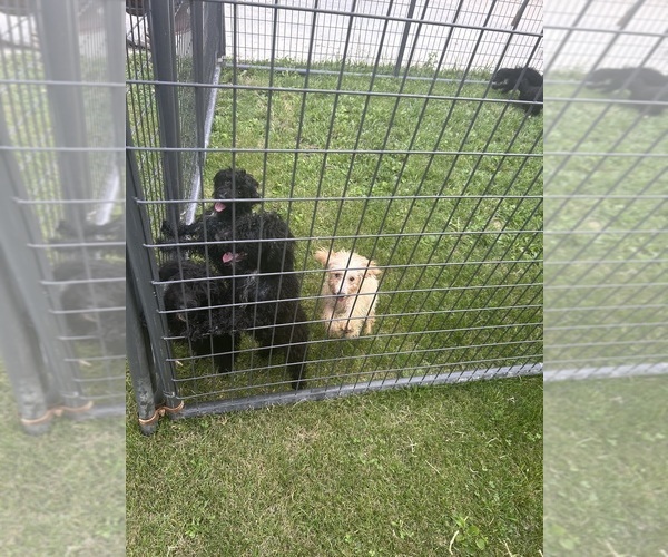 Medium Photo #4 YorkiePoo Puppy For Sale in HUMBOLDT, IL, USA