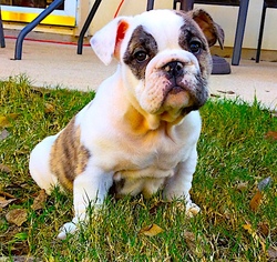 English Bulldog Puppy for sale in GEORGETOWN, TX, USA
