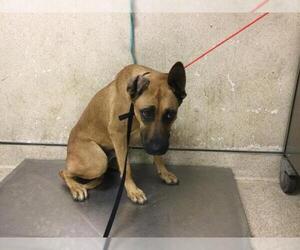German Shepherd Dog-Unknown Mix Dogs for adoption in Riverside, CA, USA
