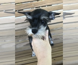 Mother of the Poodle (Toy)-Schnauzer (Miniature) Mix puppies born on 08/05/2019