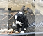 Small Photo #2 Aussiedoodle-Poodle (Standard) Mix Puppy For Sale in COMMERCE, MI, USA