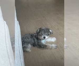 Yorkshire Terrier Puppy for sale in BROOMFIELD, CO, USA