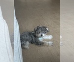 Small Yorkshire Terrier