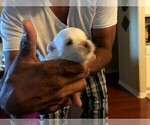 Small #10 Maltese