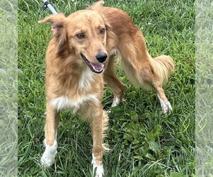 Golden Retriever-Unknown Mix Dogs for adoption in Batavia, OH, USA