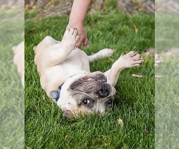 Medium Photo #4 American Bulldog-Staffordshire Bull Terrier Mix Puppy For Sale in Princeton, MN, USA