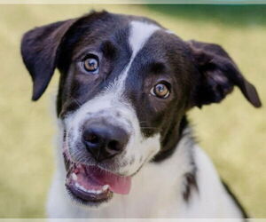 Retriever -Unknown Mix Dogs for adoption in Canton, CT, USA