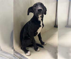 Mutt Dogs for adoption in Bakersfield, CA, USA