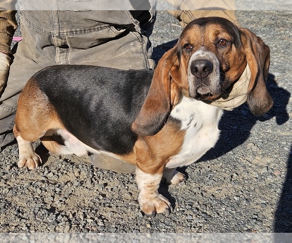 Medium Photo #1 Basset Hound Puppy For Sale in FONDA, NY, USA