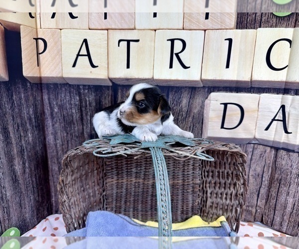 Medium Photo #11 Maltese Puppy For Sale in CASSVILLE, MO, USA