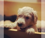 Small Photo #2 Golden Retriever Puppy For Sale in CYPRESS, TX, USA