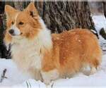 Small Photo #6 Pembroke Welsh Corgi Puppy For Sale in LUTHER, OK, USA
