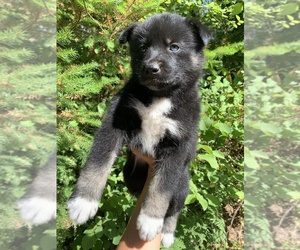 German Shepherd Dog-Siberian Husky Mix Puppy for sale in VANCOUVER, WA, USA