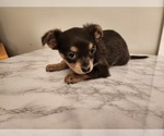 Small Photo #17 Chihuahua Puppy For Sale in MARIETTA, GA, USA