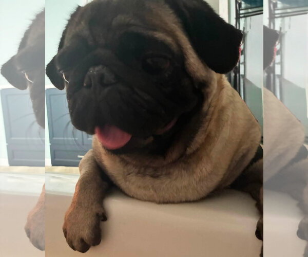 Medium Photo #2 Pug Puppy For Sale in Indianapolis, IN, USA