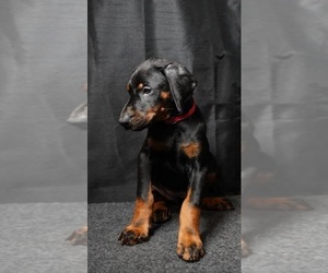 Medium Doberman Pinscher