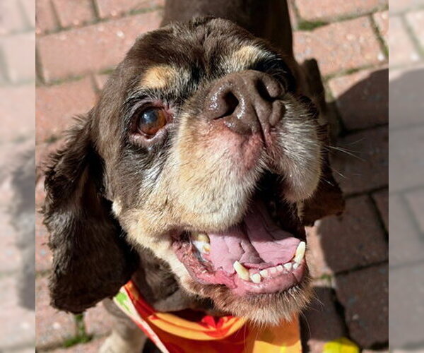 Medium Photo #6 Cocker Spaniel Puppy For Sale in Arlington, VA, USA